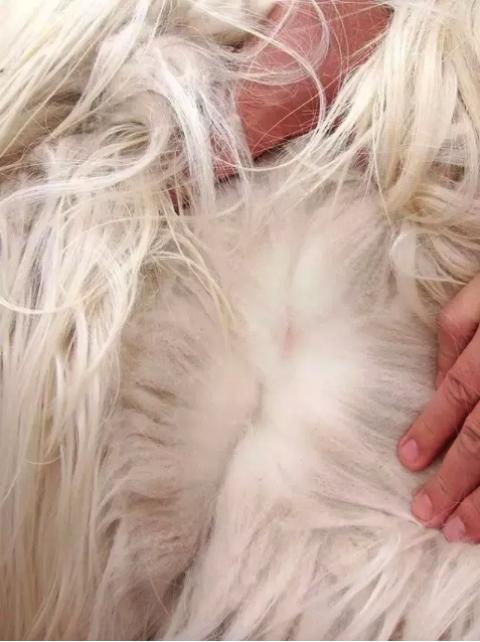 米皇羊绒衫100%纯羊绒假的,米皇羊绒大红