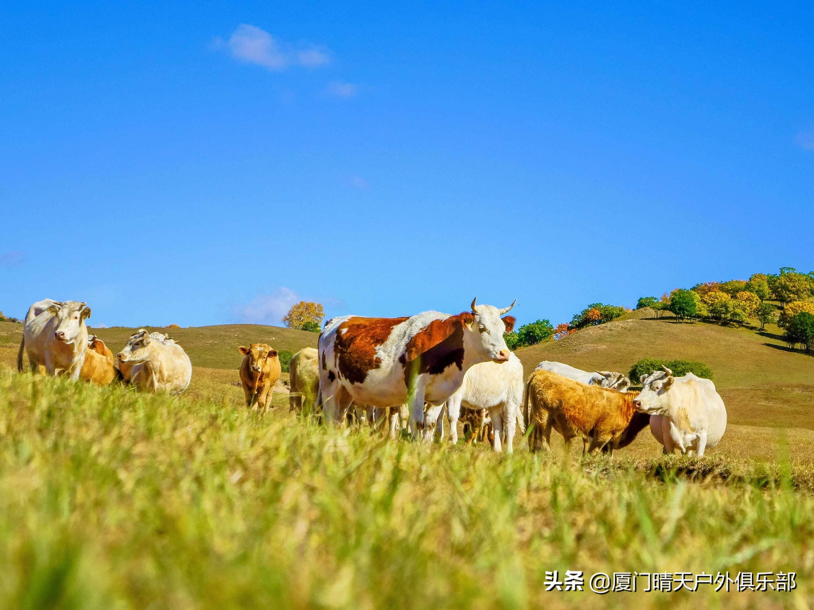 元旦乌兰布统跟团游3天2夜,厦门自由行6天5晚亲子游跟团