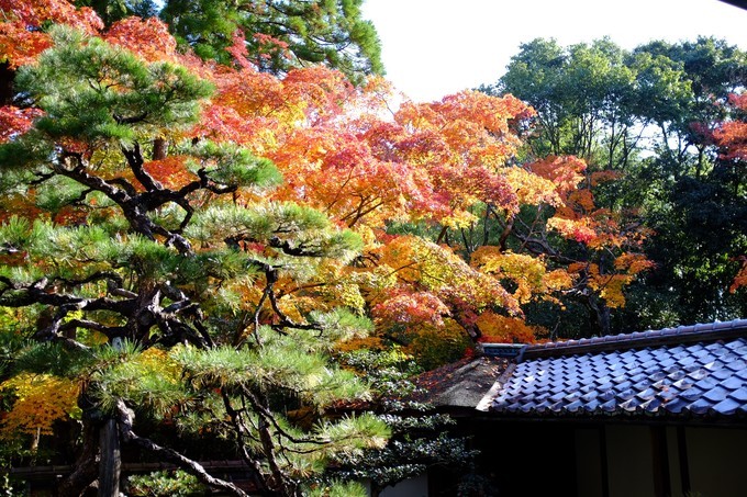 京都赏枫2022,京都赏枫必去景点有哪些好玩的