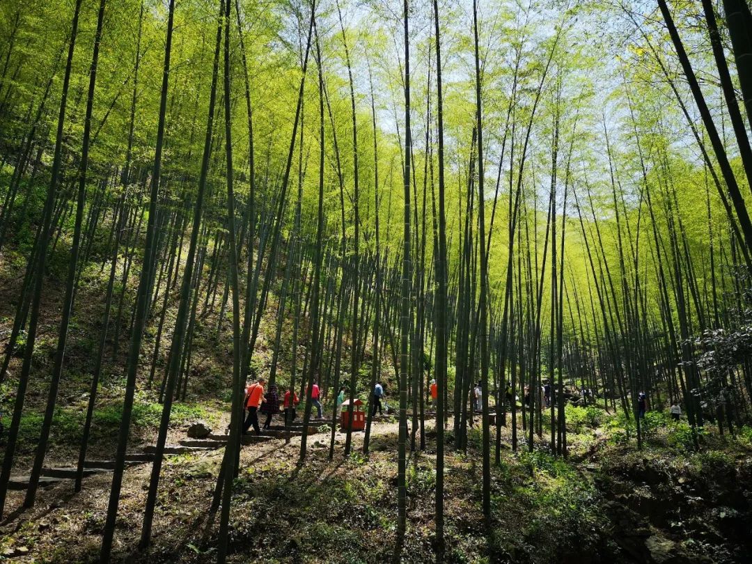 竹海宜兴游学,宜兴竹海游玩一般需要多少时间