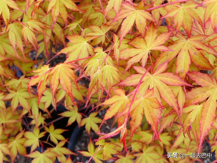 向幸福出发松潘,巴中南江旅游景点