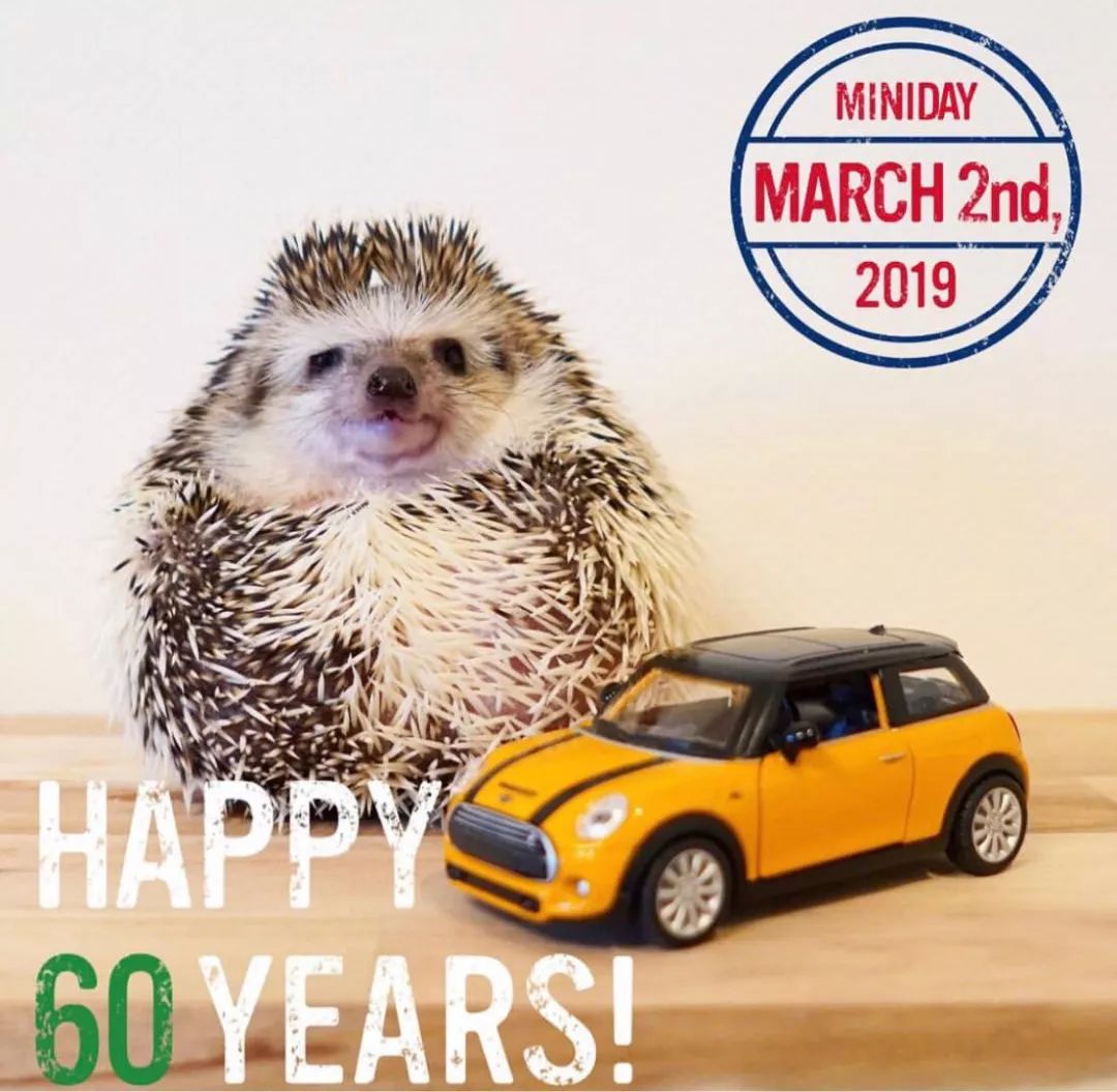 养一只戏精宠物是什么体验,养了一只小狐狸是什么体验