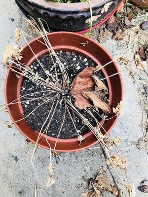 养花换的老土如何处理掉,养花用过的旧土怎么处理