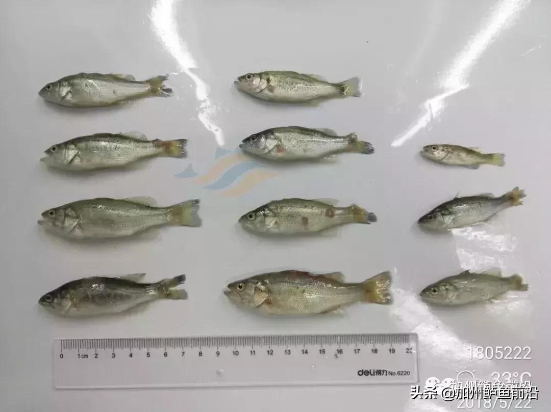 加州鲈中暑症状,高温加州鲈中暑