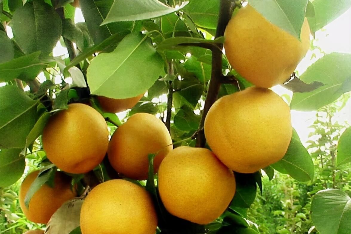 日本发起“种子战”，1900类种苗禁止外泄，阳光玫瑰葡萄首当其冲