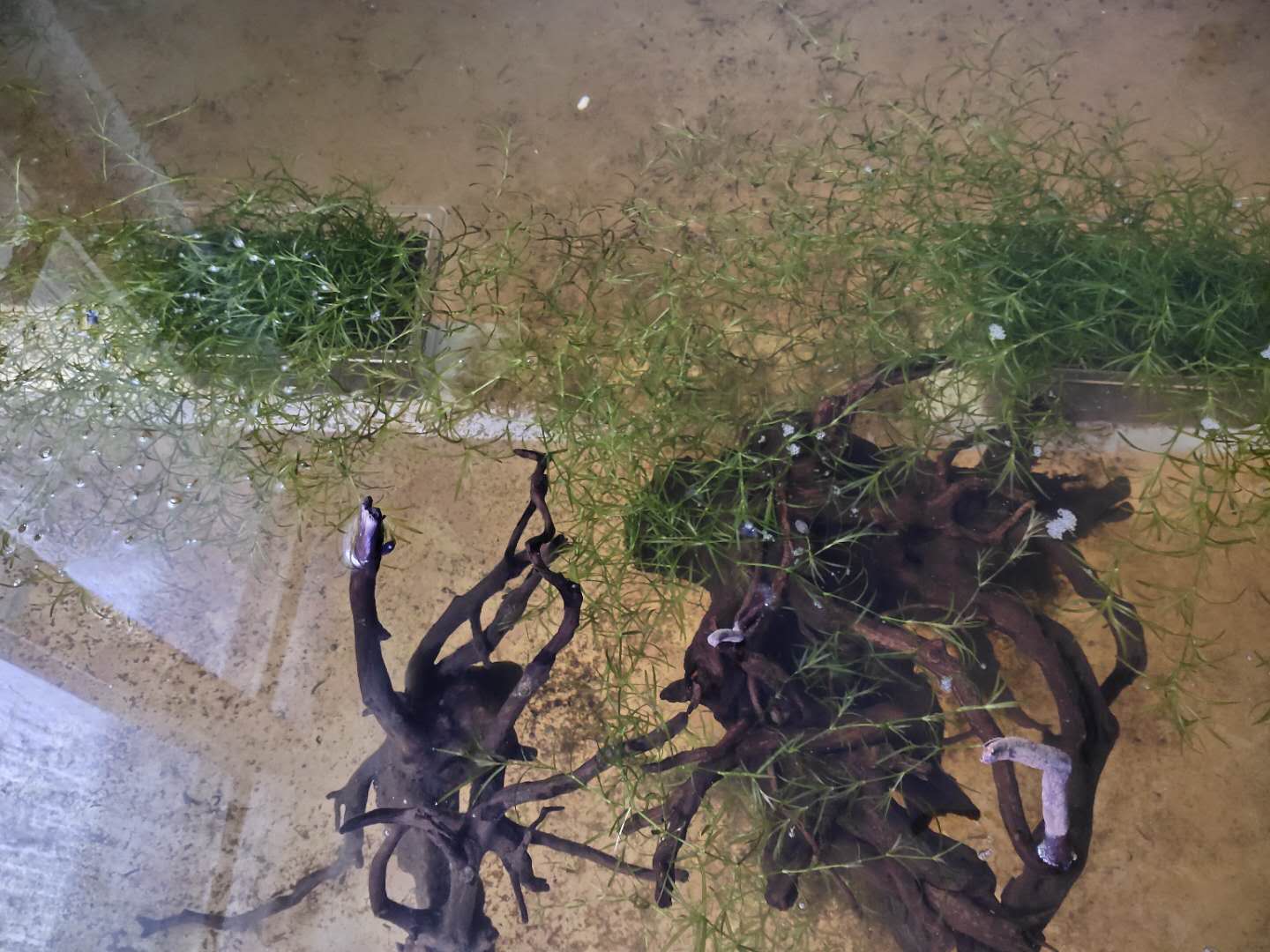 观赏鱼水草自然繁殖,观赏鱼用什么水草养最合适