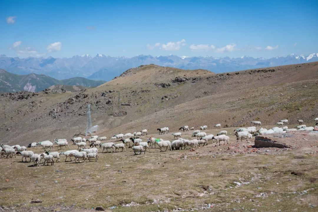只要你面朝青海湖，八月依旧春暖花开