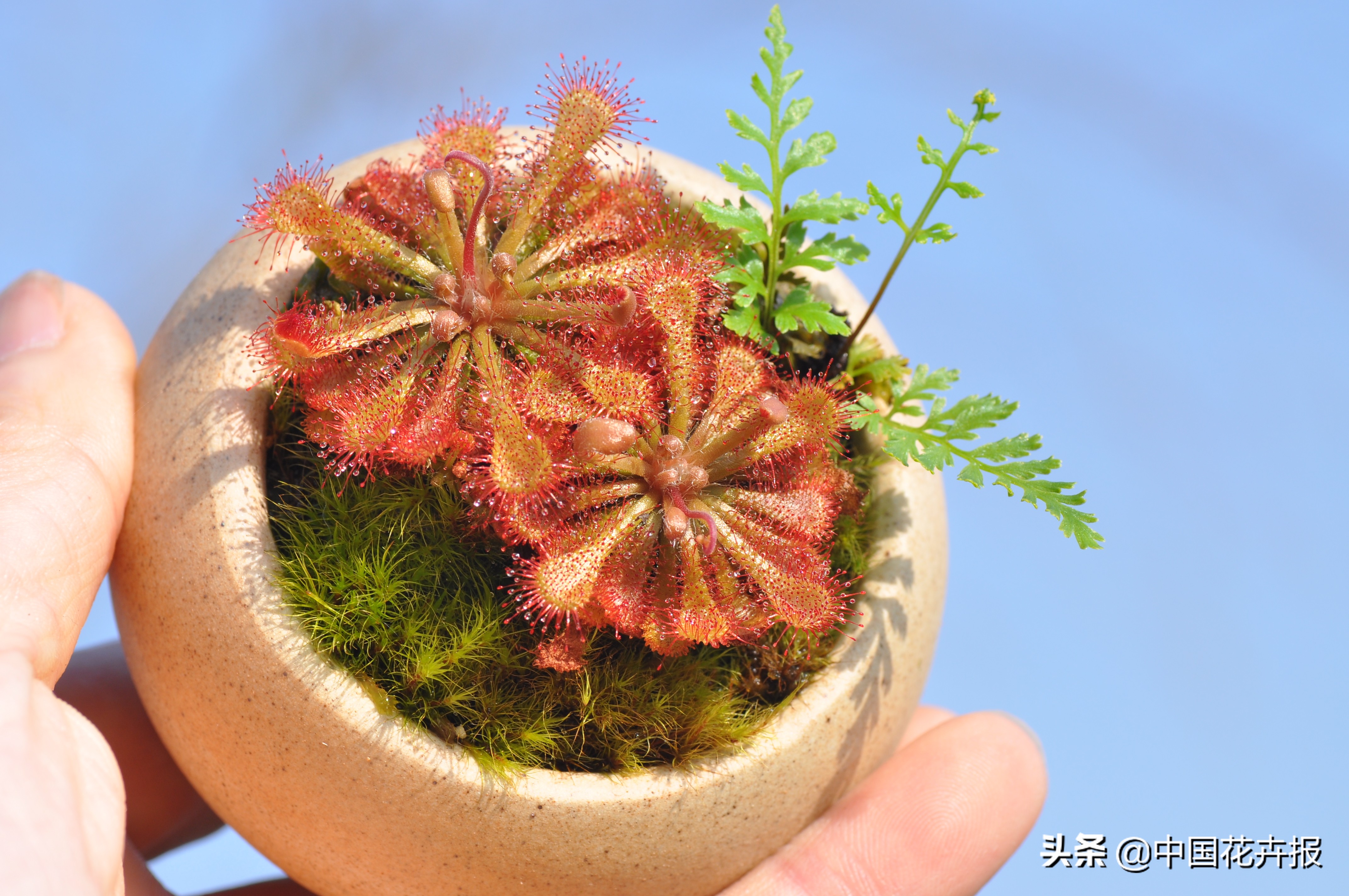 怎么才能养出大量的蚊子幼虫,养什么植物驱小飞虫