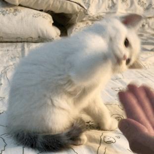 揭秘那些养猫谣言是真的吗,养猫的十大迷惑行为