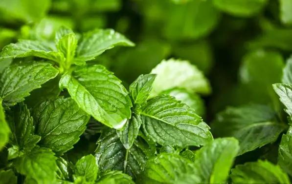 书桌植物摆放风水禁忌,千万不要在家里摆放这些植物