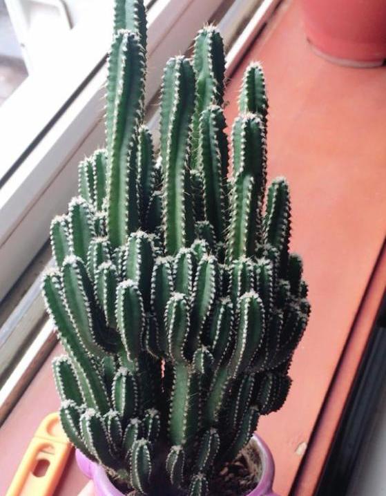 万重山徒长得厉害怎么修剪比较好,万重山长得太高了怎么修剪