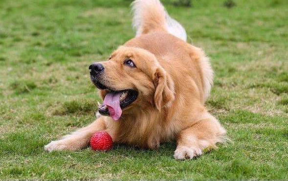 金毛犬公狗好训练还是母狗好训练,金毛犬公狗还是母狗好