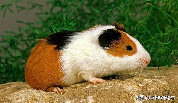 小老鼠也能成为宠物,小老鼠可以养吗