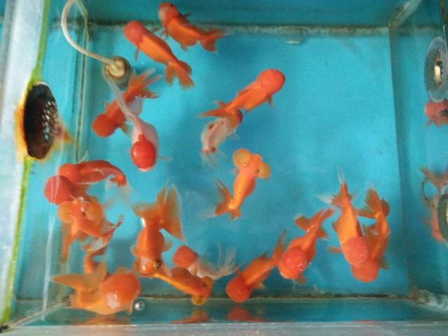 去市场里购买金鱼,一般哪里有金鱼及热带鱼买