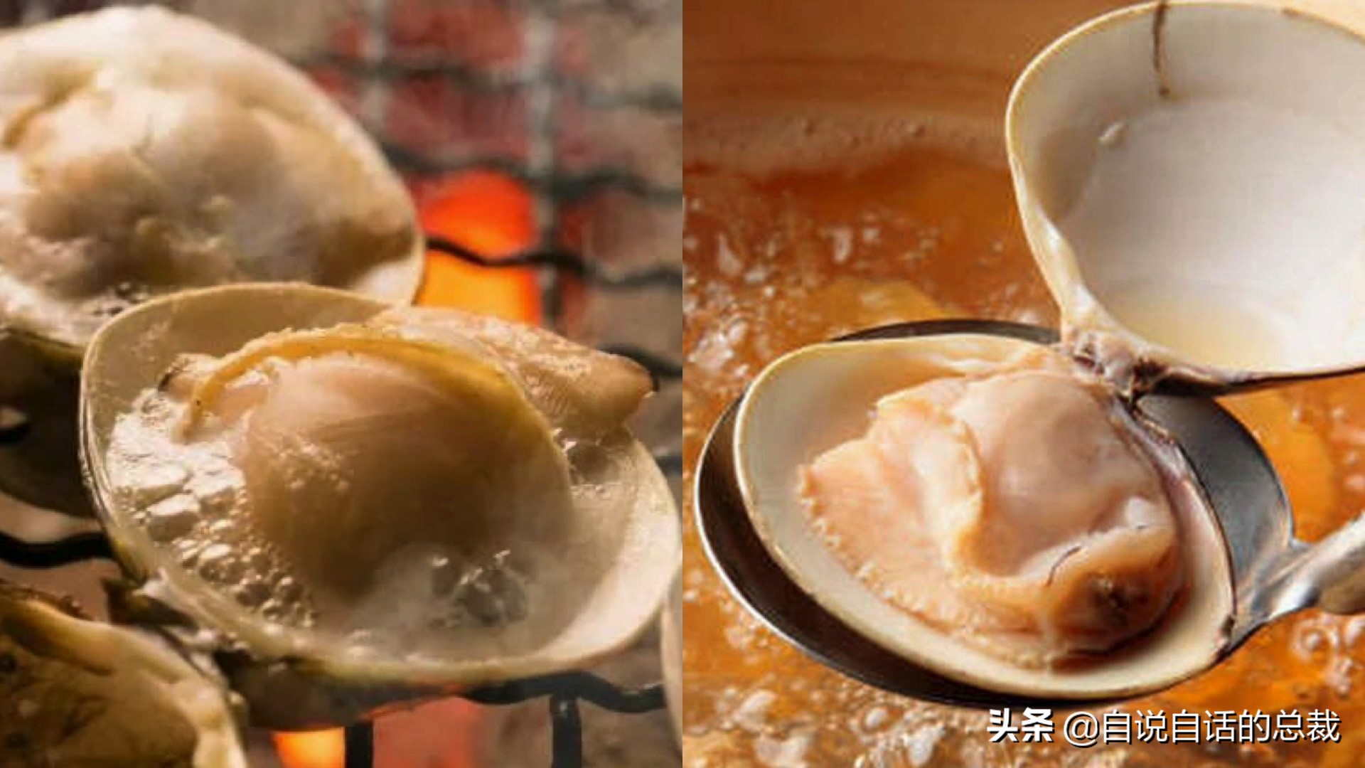 蛤、蚶、蛏、蚝、蚬有什么区别？这是一群美味海怪与人类的故事