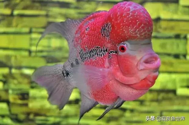 泰国古典罗汉鱼苗怎么挑,泰国罗汉鱼苗在哪里