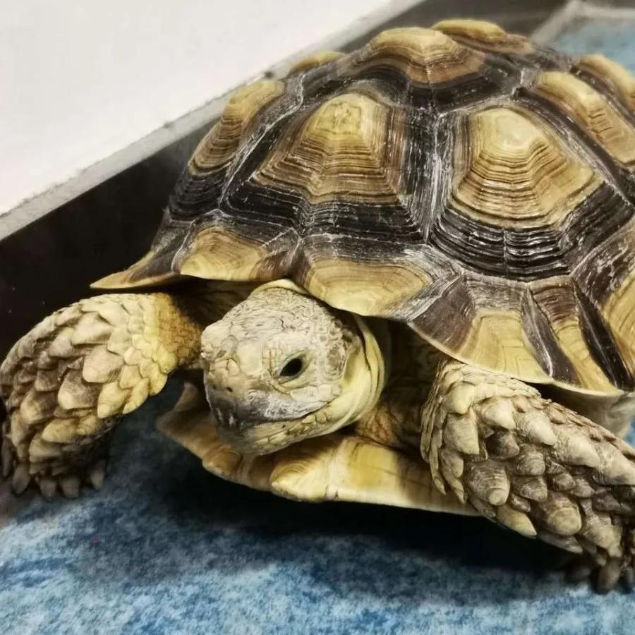 台州宠物龟被抓去哪里了,温岭宠物龟被抓