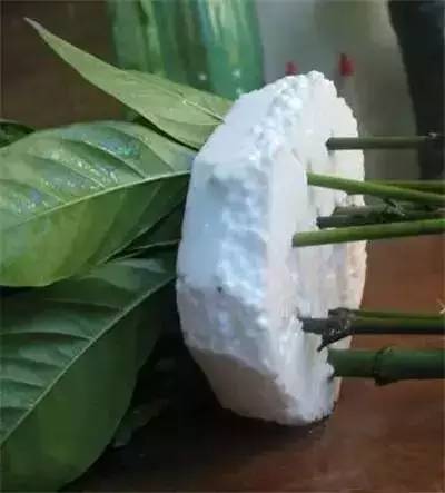 栀子花水插方法介绍,栀子花水插一个月不长根