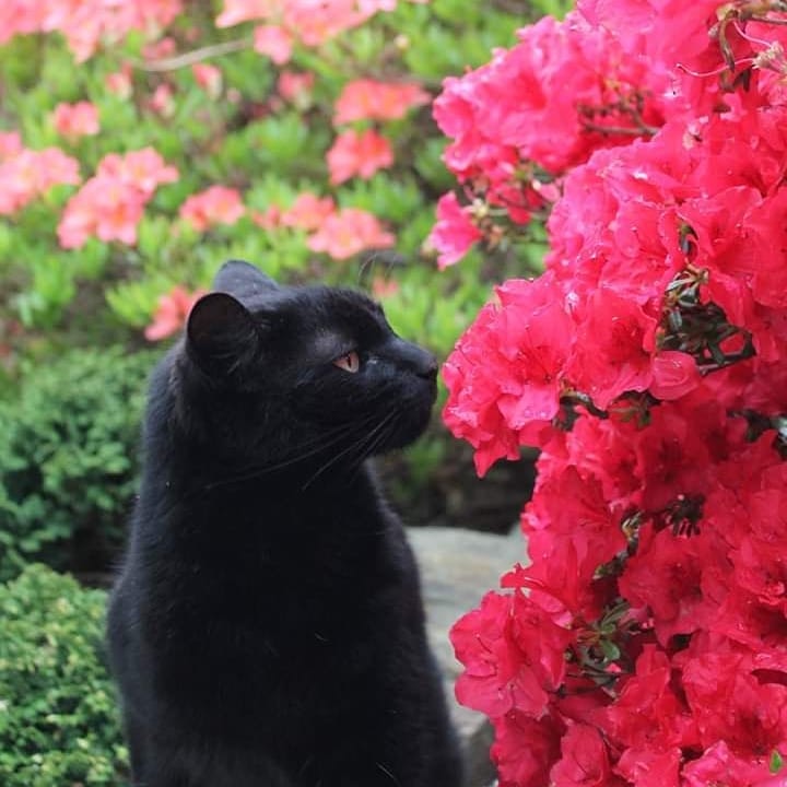 网友捡到一只小黑猫长大后成黑豹,路上捡的小猫原来是宠物猫