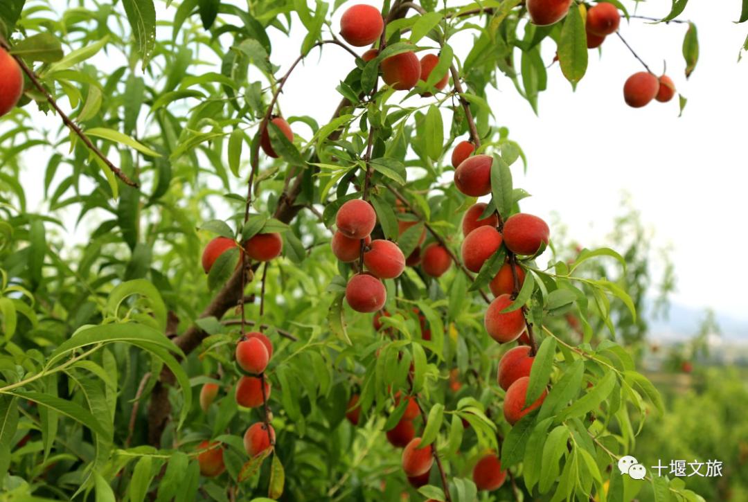 十堰新鲜采摘桃,十堰西沟桃子