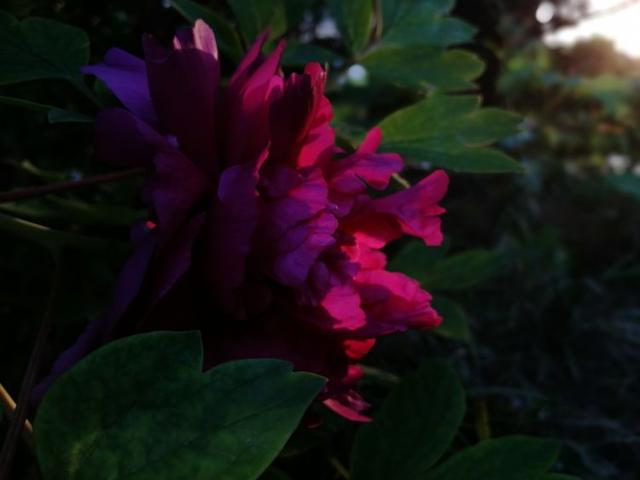 洛阳牡丹花摄影,中国牡丹花开摄影