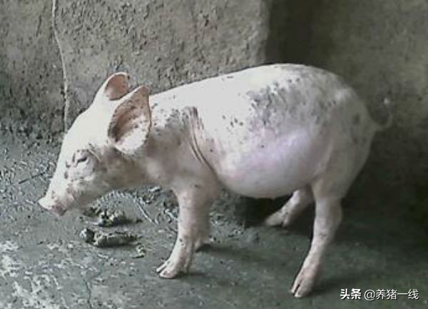 猪胀气的解决方案,育肥猪胀气怎么治