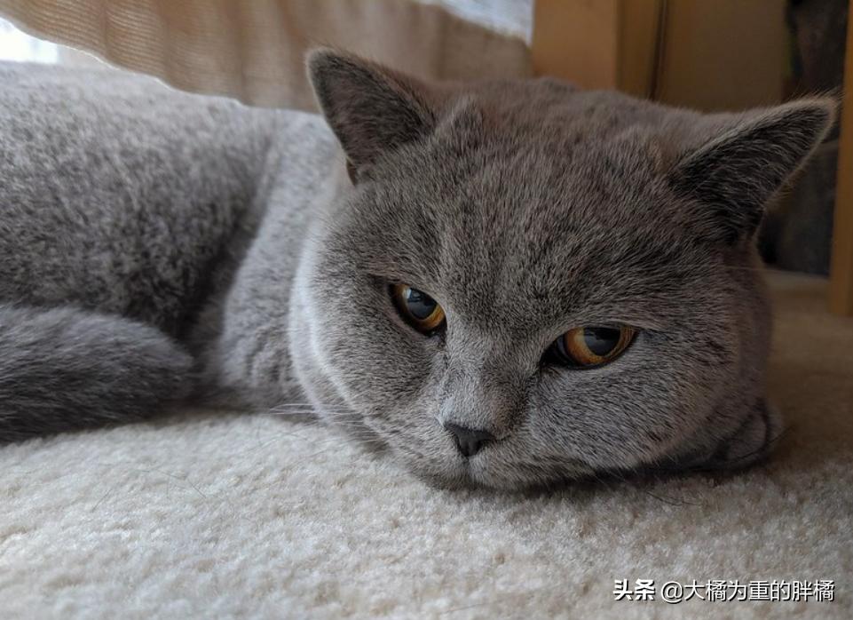 英国短毛猫有哪些疾病,英国短毛猫的5个缺点