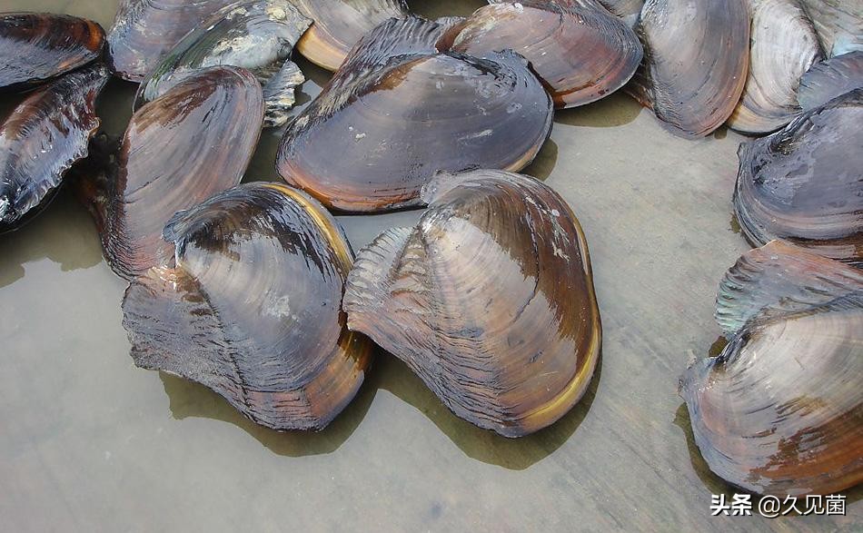 泰国男子海螺里吃出龙珠,泰国司机吃出橙色珠子