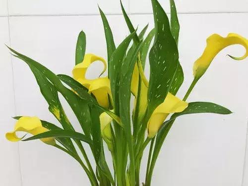 白掌与马蹄莲的区别是什么呢,白掌和马蹄莲是一种花吗图片