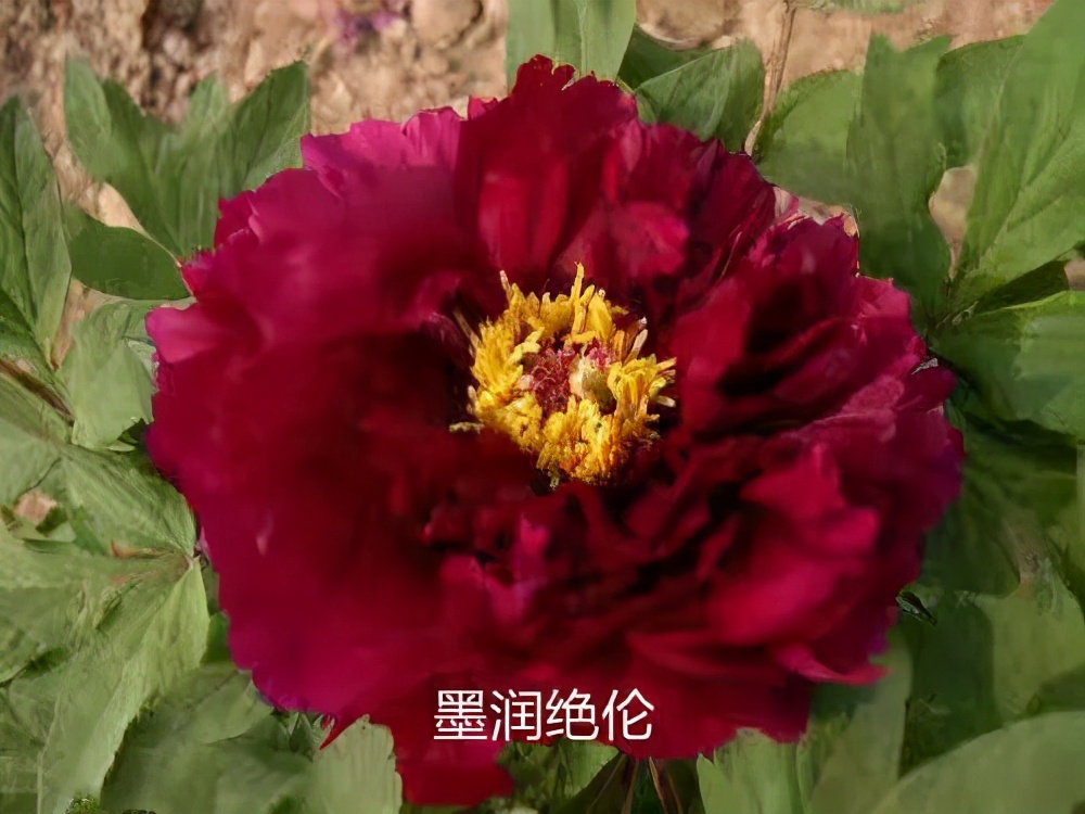 国色天香牡丹花雍容华贵,花中之王国色天香牡丹花