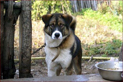 中华田园犬有什么特点,中华田园犬为什么现在越来越少了