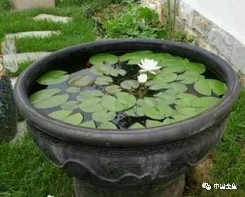 喂鱼算是养鱼最大的乐趣吗,养鱼的乐趣就是每天喂鱼