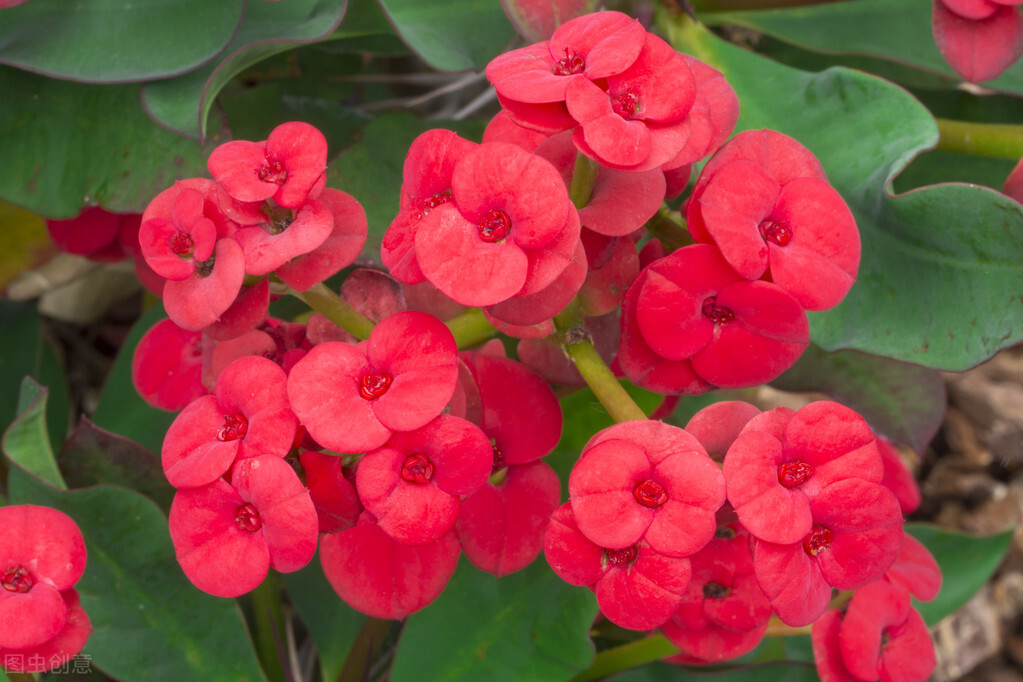 去花市买花千万别买这4种花,秋季花市卖得好的5种花