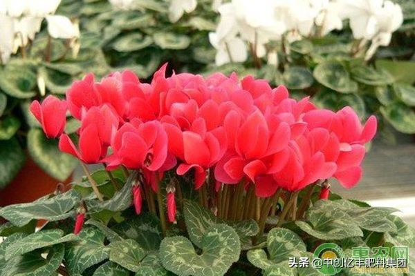 仙客来叶子发黄变软倒下怎么急救,仙客来叶子发黄的原因是什么