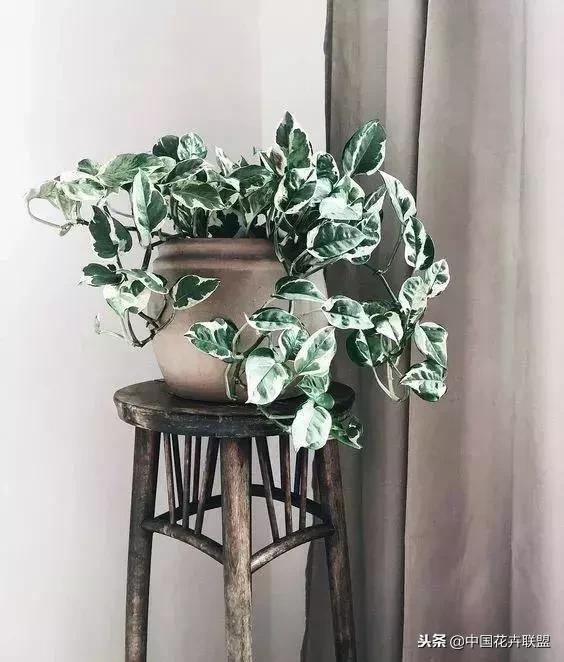 打翻了调色盘的花,打翻了调色盘的美景