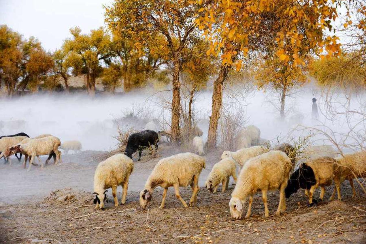 塔里木河沙漠绿洲,尉犁塔里木胡杨林自然保护区