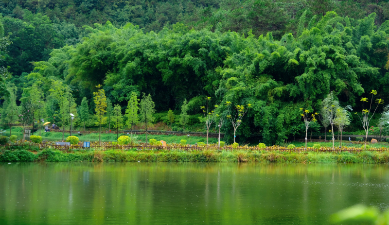 云浮南山森林公园锦鸡,云浮南山森林公园航拍