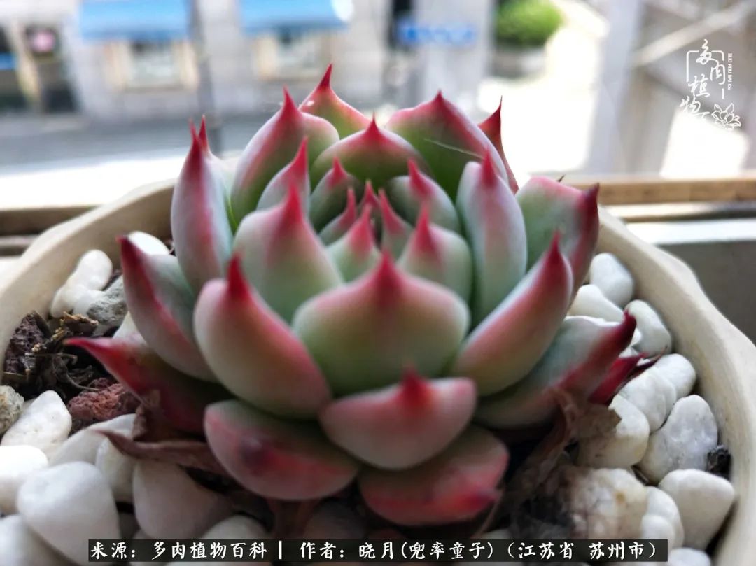 六年时间环游22个国家,却被多肉小萌物征服