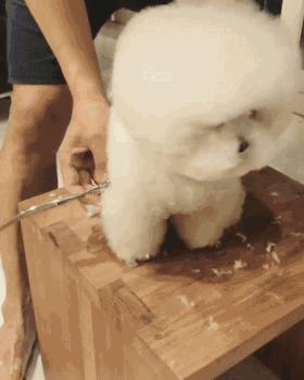 这6种狗很危险,这6种比熊犬不能买再喜欢也不行