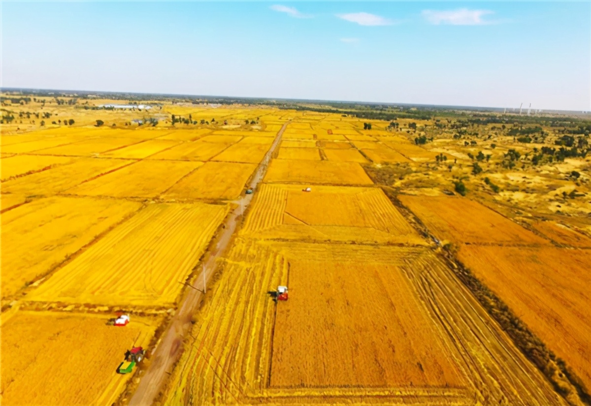 沙漠种水稻获3亿,中国小伙在沙漠中种出万亩良田