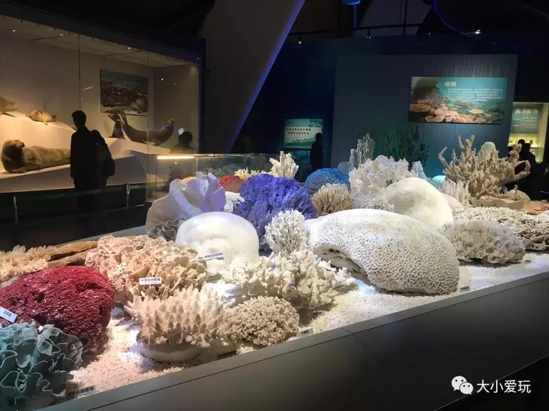 开放首日实探国家海洋博物馆，史上最抢手博物馆究竟长什么样