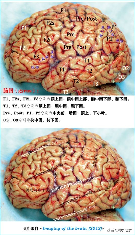 脑解剖学讲解视频全集,脑功能解剖学习