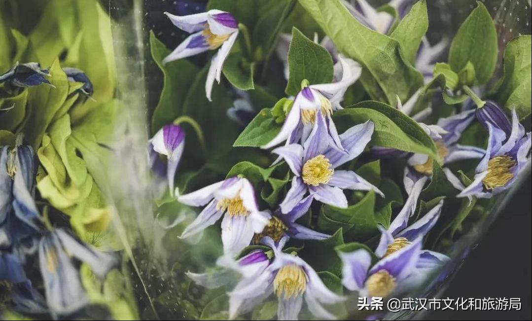 武汉私藏浪漫,私藏浪漫攻略