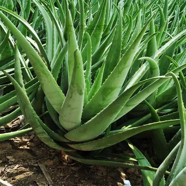 耐活好养的盆栽植物芦荟,芦荟全身都是宝