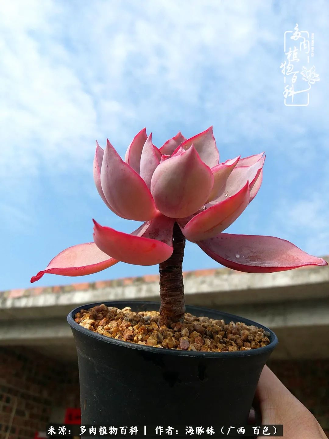 七月的雨,八月的风,多肉植物,我还是喜欢你