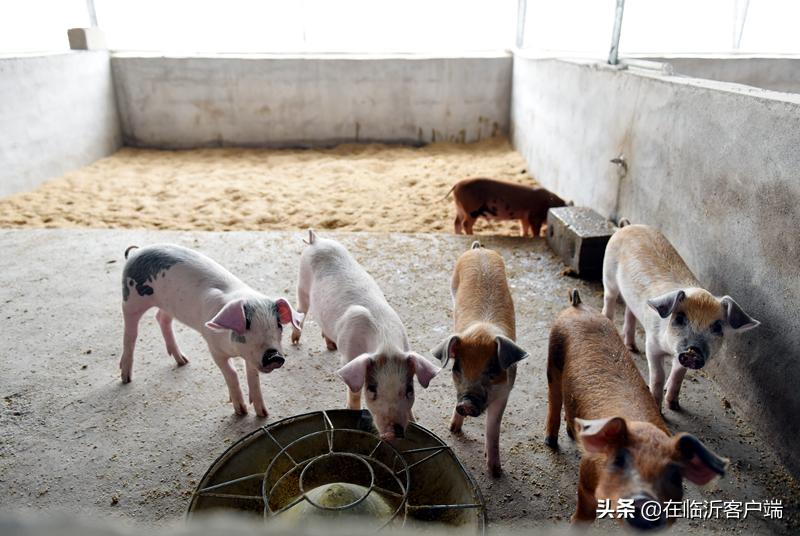 猪命贵！涨价的背后：生猪养殖行业的利润史无前例，屠宰企业赔钱来满足市场供应，屠宰一头猪赔100元左右