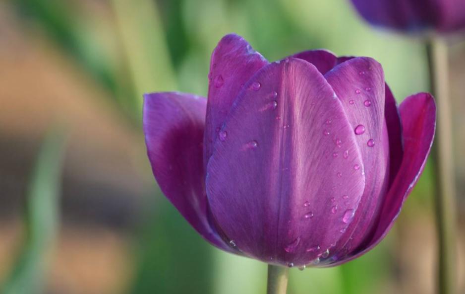 种植郁金香花苞倒伏下来怎么办,想要郁金香长得高怎么办