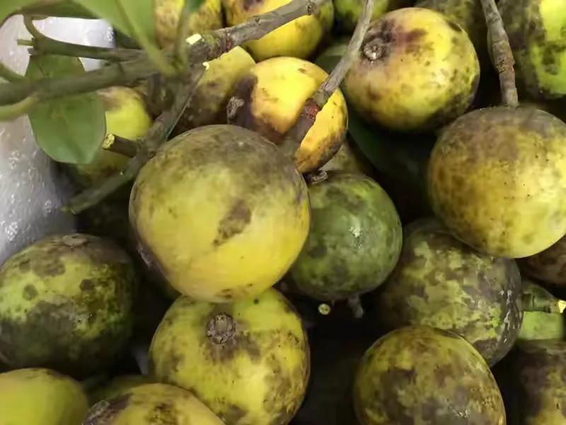 80后90后农村儿时零食野果,在海南儿时吃的野果还记得几种