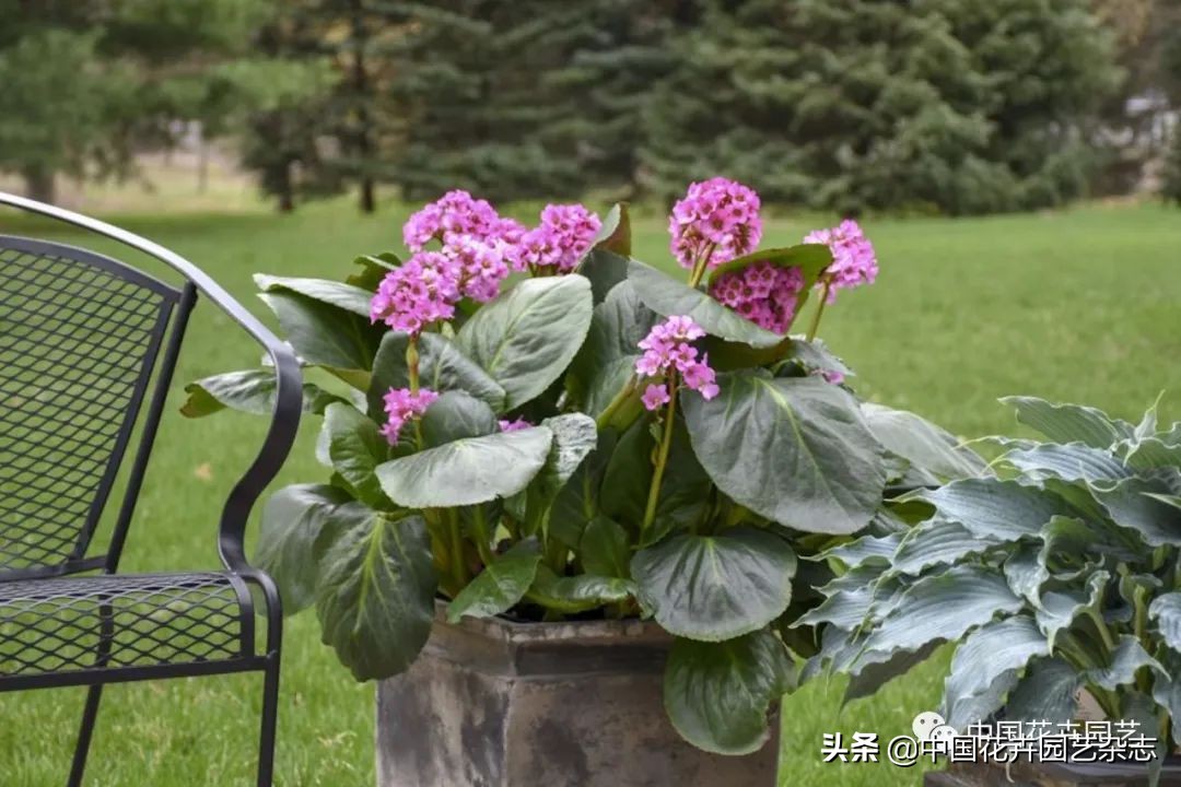 全球知名育种商网上推新品——TerraNova、ProvenWinners|环球