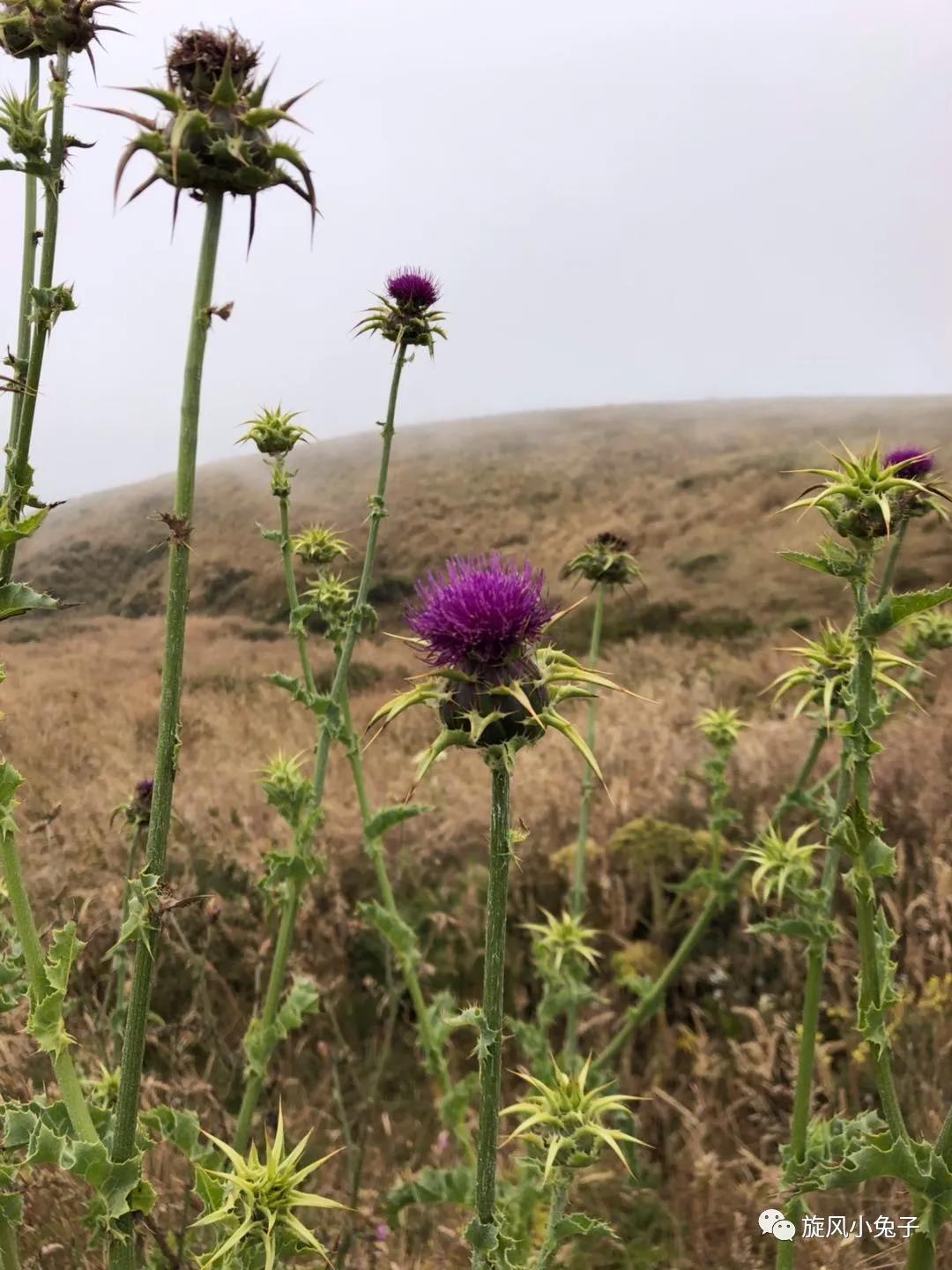 加州沿海1号公路自驾游散装系列（一）：阳光北加的金山依旧
